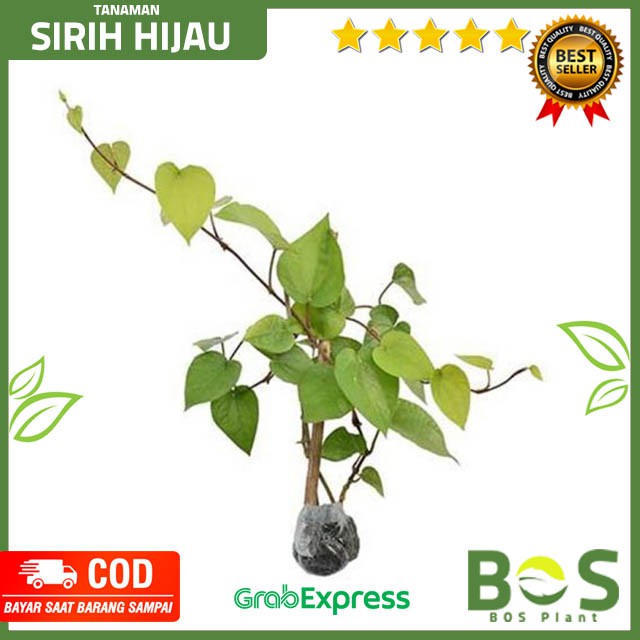 Bosplant - Pohon Sirih hijau, Tanaman Sirih Hijau dan Merah, Sirih hijau, daun sirih hijau Pohon Oba