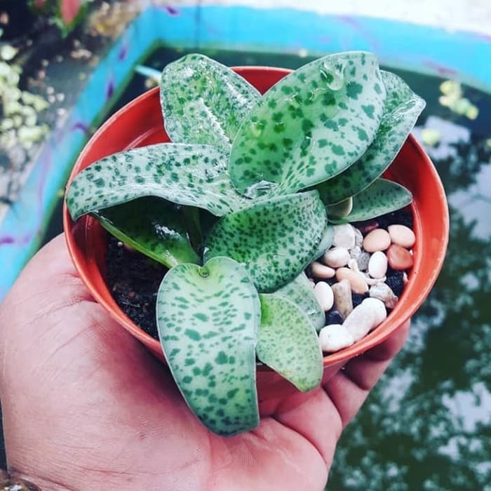 tanaman hias lidah katak - pohon lidah kadal - tanaman indor outdoor