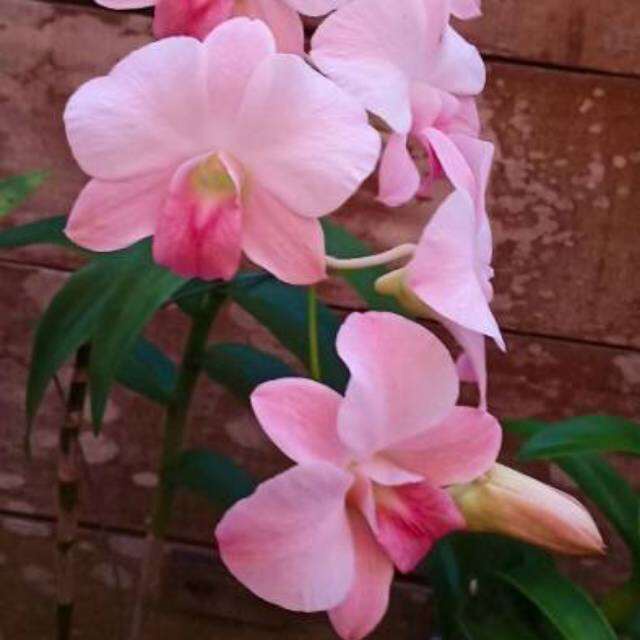 Anggrek dendrobium dewasa bunga pink besar