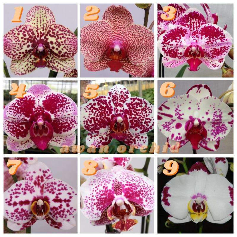 botolan anggrek bulan hybrid