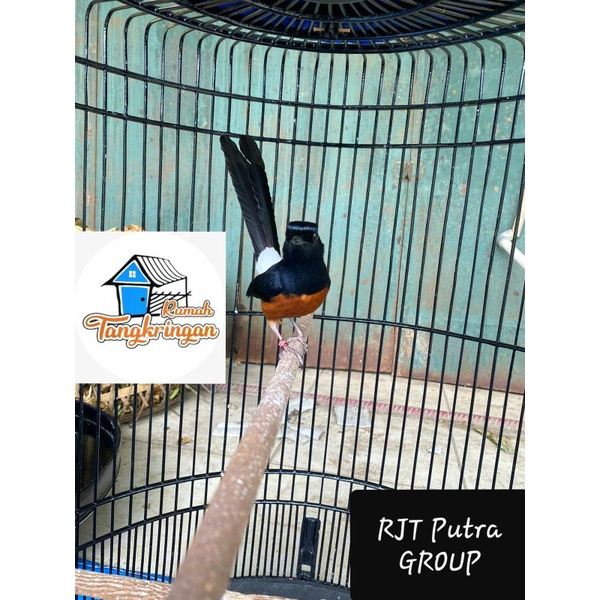 Tangkringan Murai Asem Bali KW Super (1pcs) full amplas