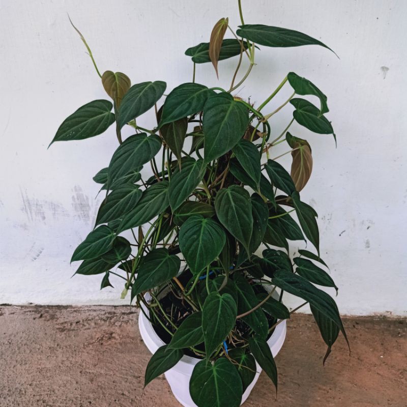 PHILODENDRON MICANS - BUKAN  PHILODENDRON MELANO - SIRIH - PHILO MICAN Sirih gading murah