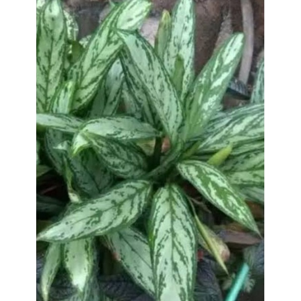 Aglonema sri rejeki silver