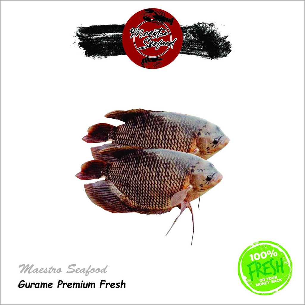 

Gurame Premium Fresh - 1.000 gr