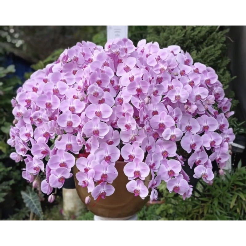 Seedling anggrek dendrobium - tanaman hidup - bunga hidup - bunga anggrek hidup -anggrek dendrobium