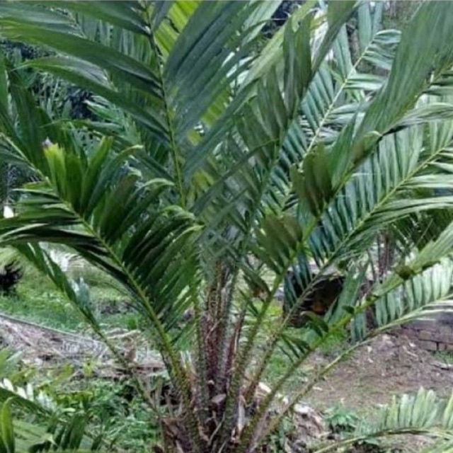 

daun salak muda segar 200gr