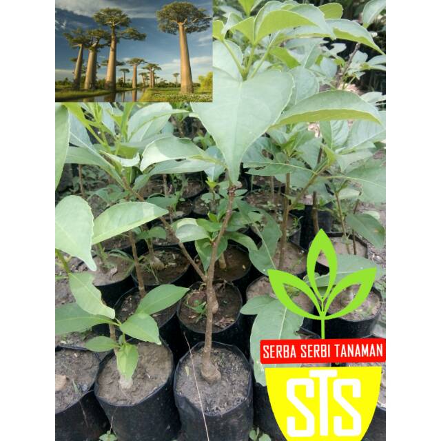 Tanaman langka baobab