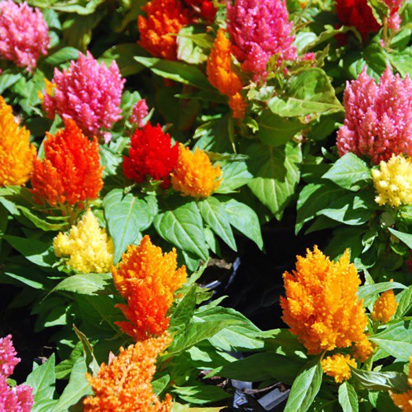 

SUPER MURAH-- Benih-Bibit Bunga Celosia Kimono Mix - Haira Seed