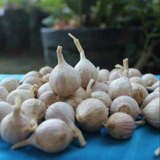 

Bawang tunggal / bawang lanang