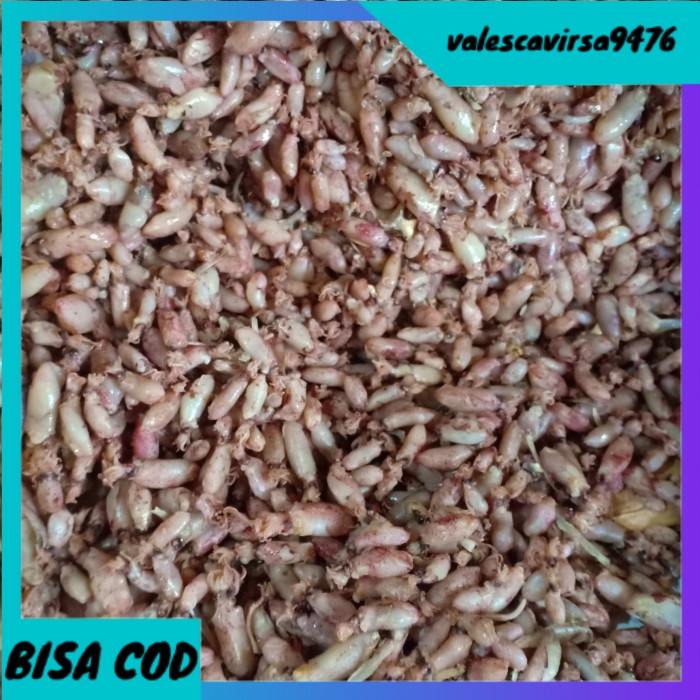 

⭐BISA COD⭐ baby cumi kering per 1kg