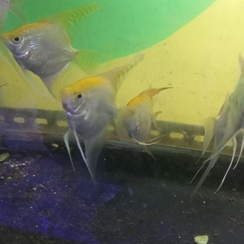 Ikan HIAS MANFISH GOLDEN