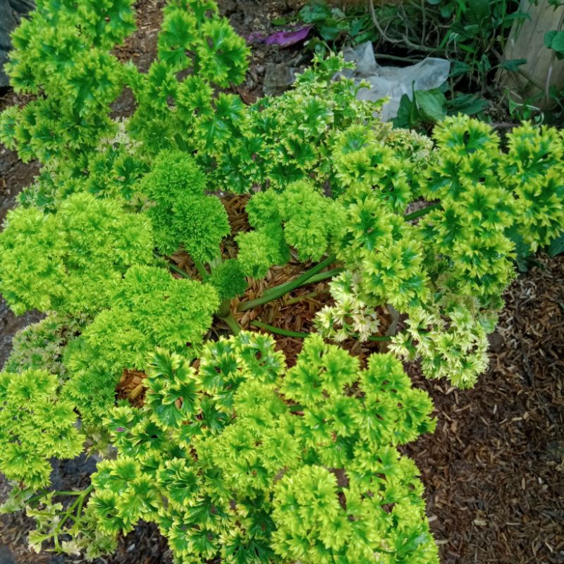 TANAMAN PARSLEY / PETERSELI