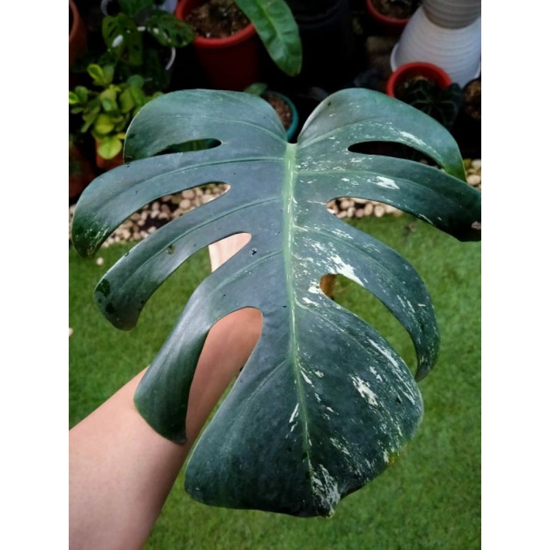 monstera king deliciosa varigata
