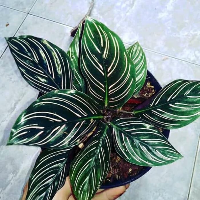 tanaman hias calathea  ornata  pin strip calathea  ornata  