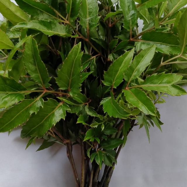 

Daun cakra cikri segar 500 gram