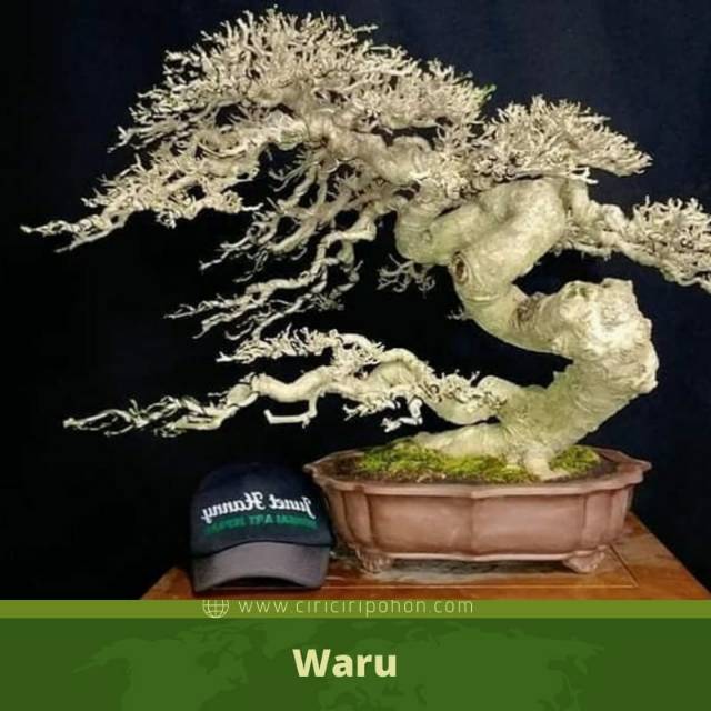 bibit waru india bahan bonsai