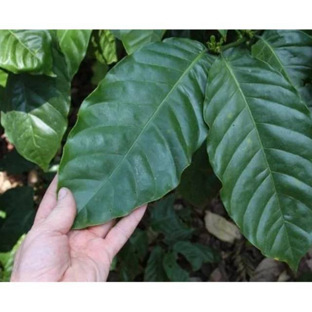 

HARGA GROSIR Daun Kopi Segar 250 Gram Murah TERLARIS
