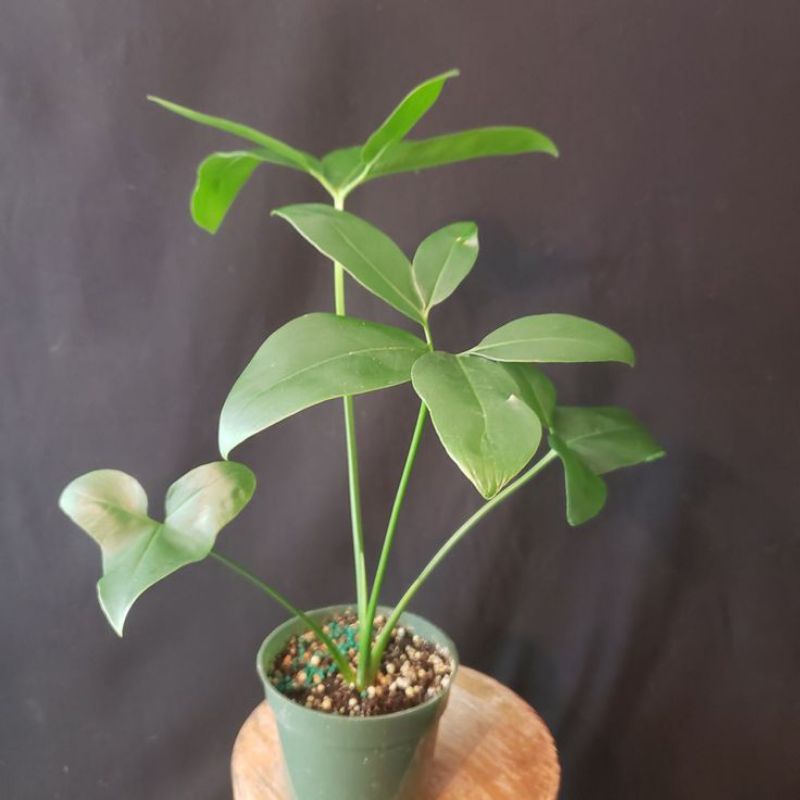 tanaman hias philodendron goeldii