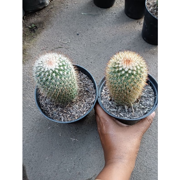 Kaktus Mammillaria import besar