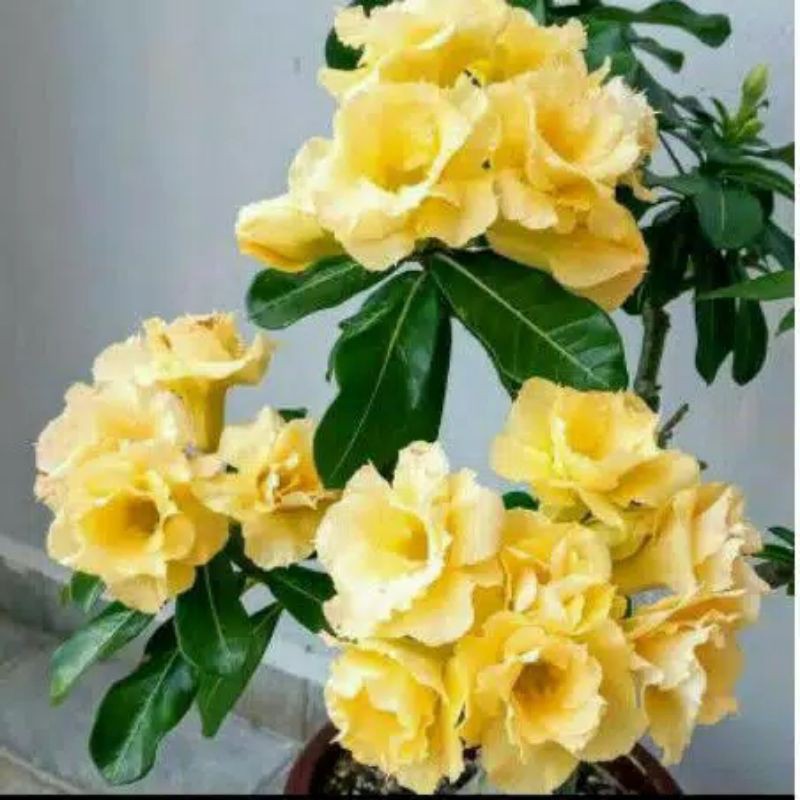 bunga Kamboja Jepang kuning adenium