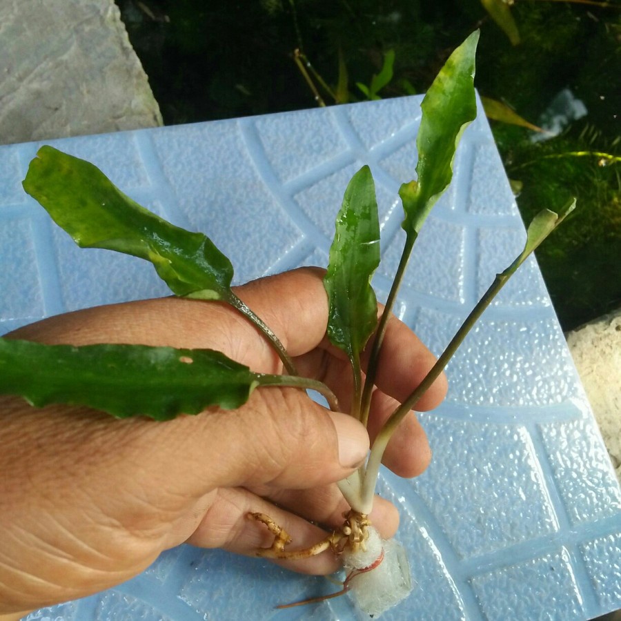 Cryptocoryne Windyti Green