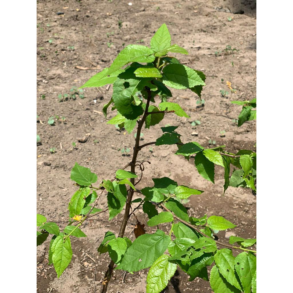 Bibit Pohon jati Belanda