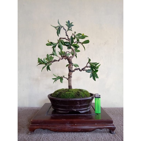 beringin elegan bonsai jadi..