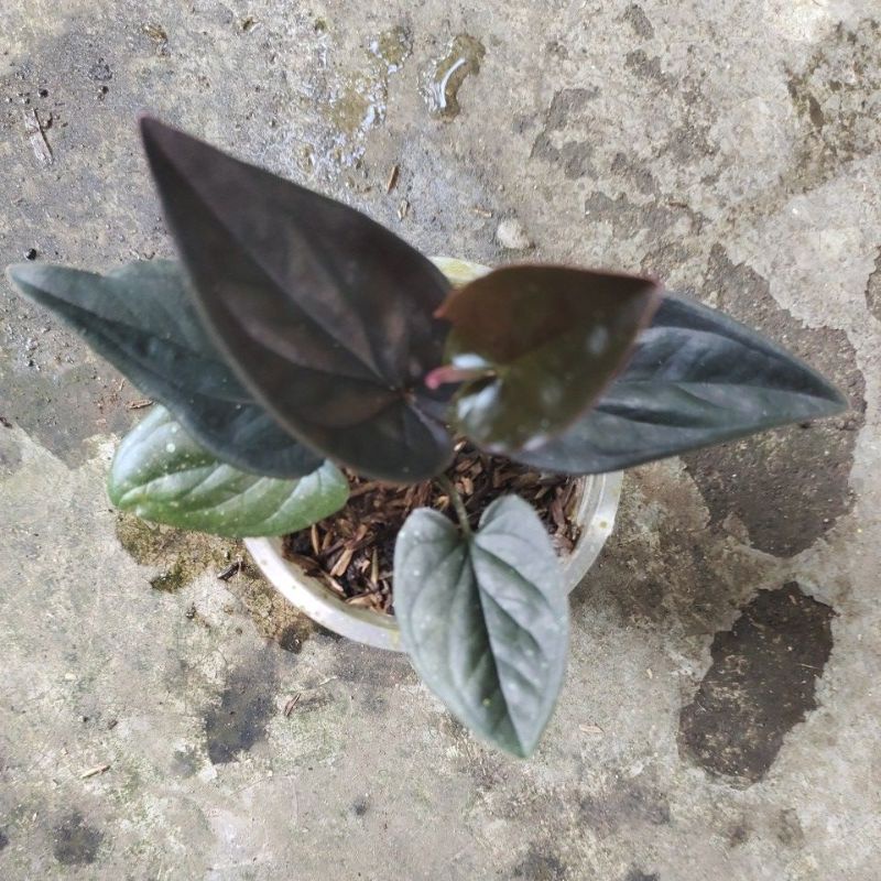 tanaman singonium black banyak stock harga murah meriah black singonium black Tanian sendiri akar am