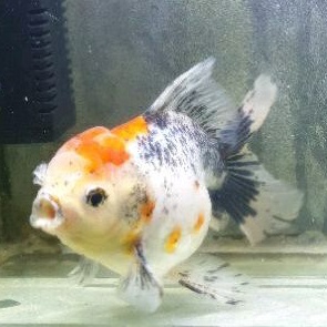 Oranda Multicolours Size M Grade