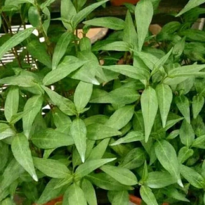 

Daun kesum segar perhelai rempah bumbu masakan