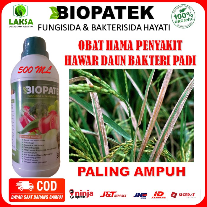 Biopatek Obat Penyakit Hawar Daun Bakteri Padi Paling Ampuh - Obat Hawar Daun Padi - Obat Kuning Dau