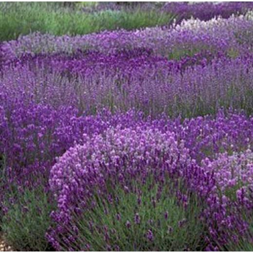  Jual  Bunga  Lavender  Aneka Tanaman Bunga 