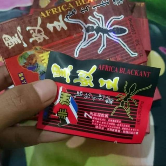 Semut black afrika ant 9 original