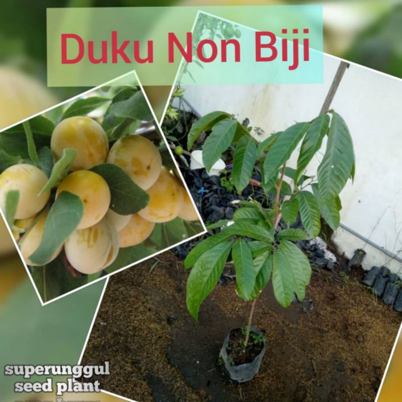 Bibit Duku Tanpa Biji Super