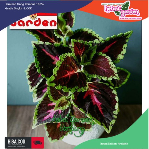 Miana lidah merah- coleus Plectranthus scutellarioides Kong Mosaic