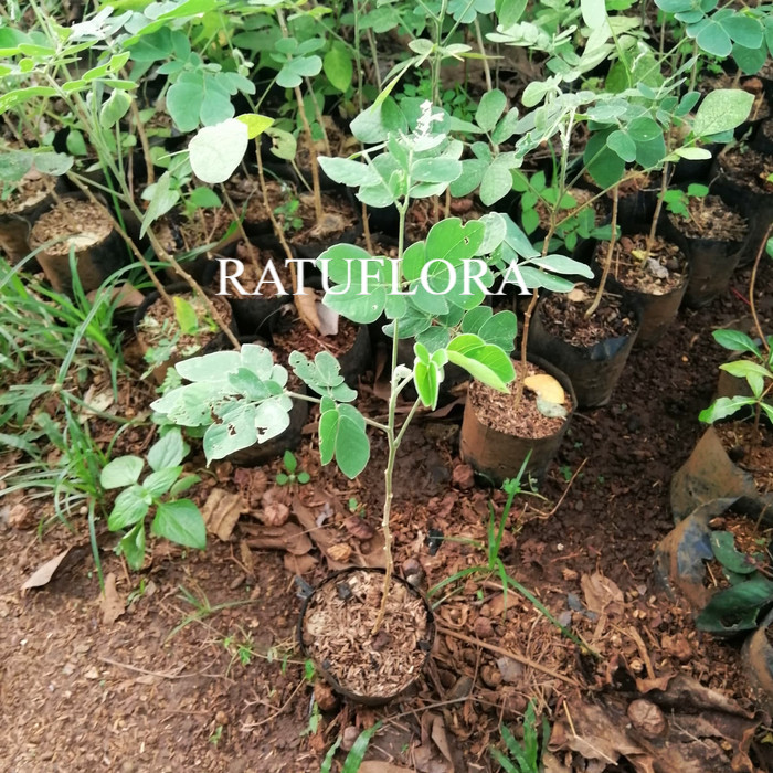 bibit pohon trembesi - pohon kayu trembesi