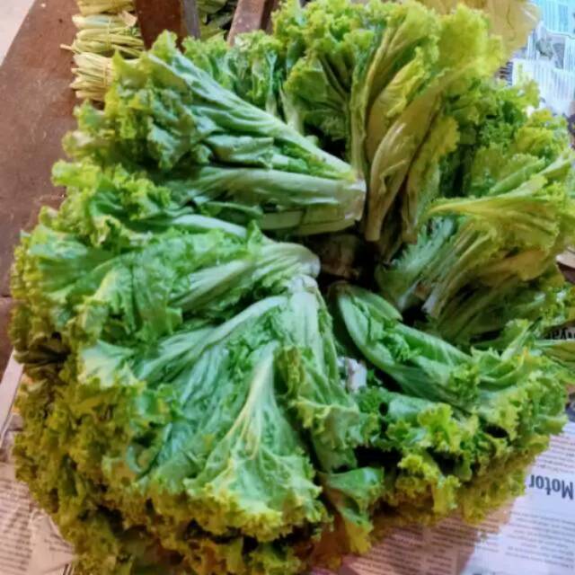 

selada sayur segar