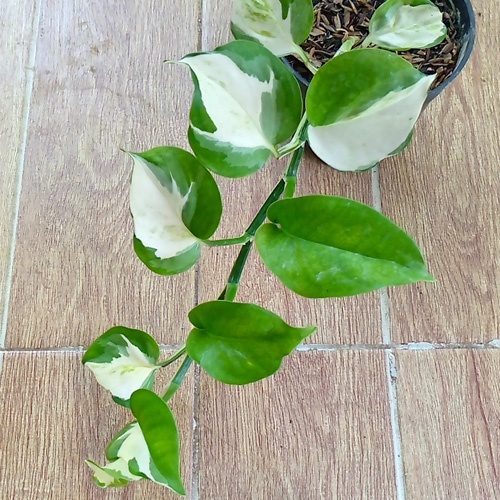 Sirih Manjula Tanaman Hias Rambat Gantung