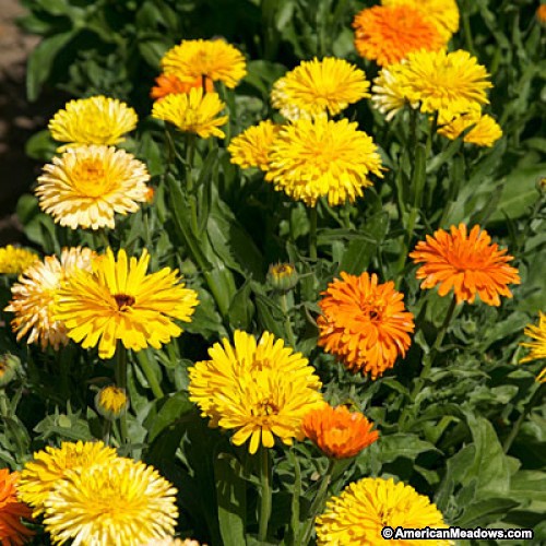 Benih-Bibit Bunga Calendula Pacific Beauty Mix (Haira Seed)