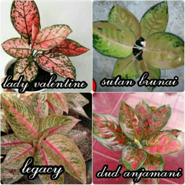Paket 4 Jenis IMPORT Aglonema Cantik nan Unik