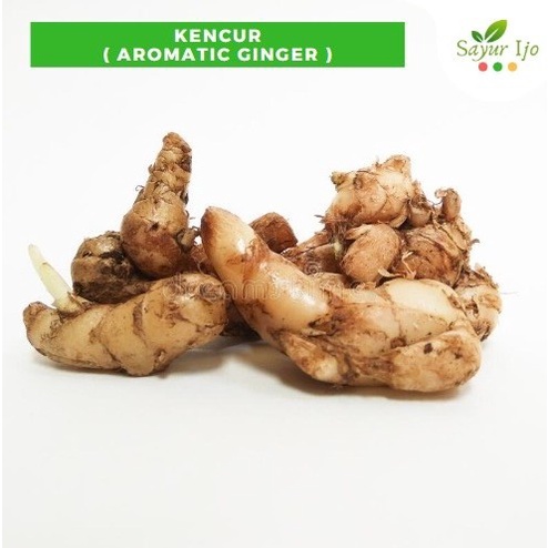 

Kencur 90 - 100 Gram Fresh Aromatic Ginger Bumbu Rempah Sayur Segar