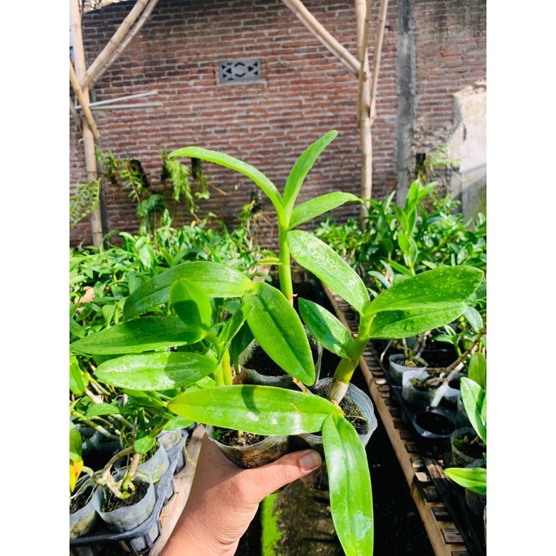 Anggrek Dendrobium keriting remaja