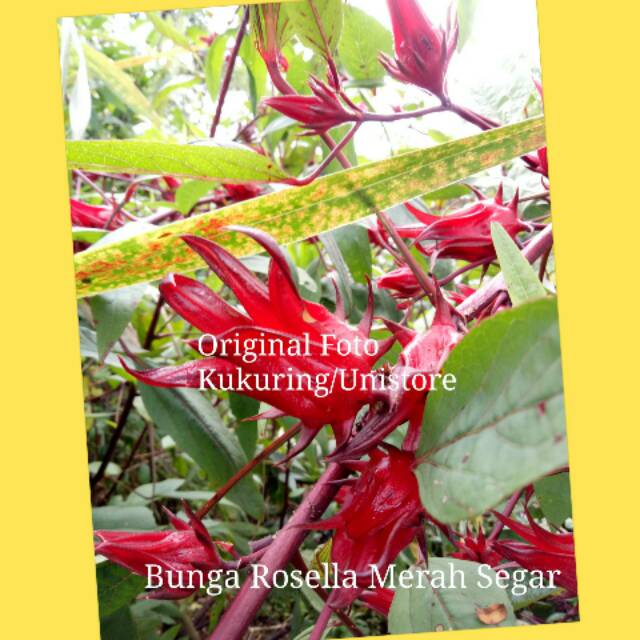 BUNGA ROSELLA SEGAR 1KG ROSELA FRESH