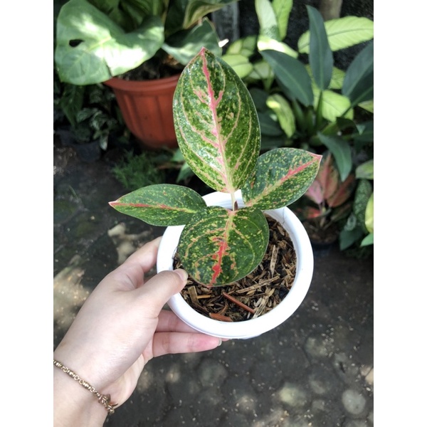 Aglaonema Ken Dedes