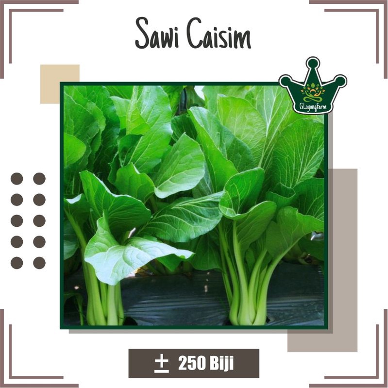 Jual Bibit Sayur Sawi Caisim Manis Hibrida Benih Sayuran Shopee