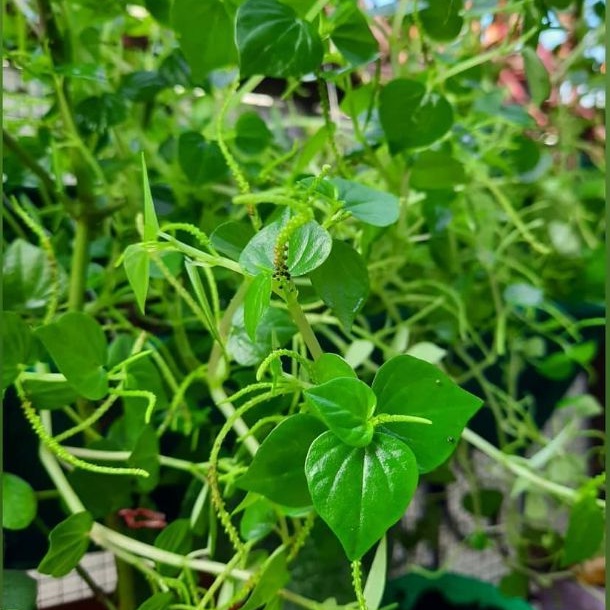 Daun sirih cina | Peperomia Pellucida | Daun sirih | Tanaman sirih