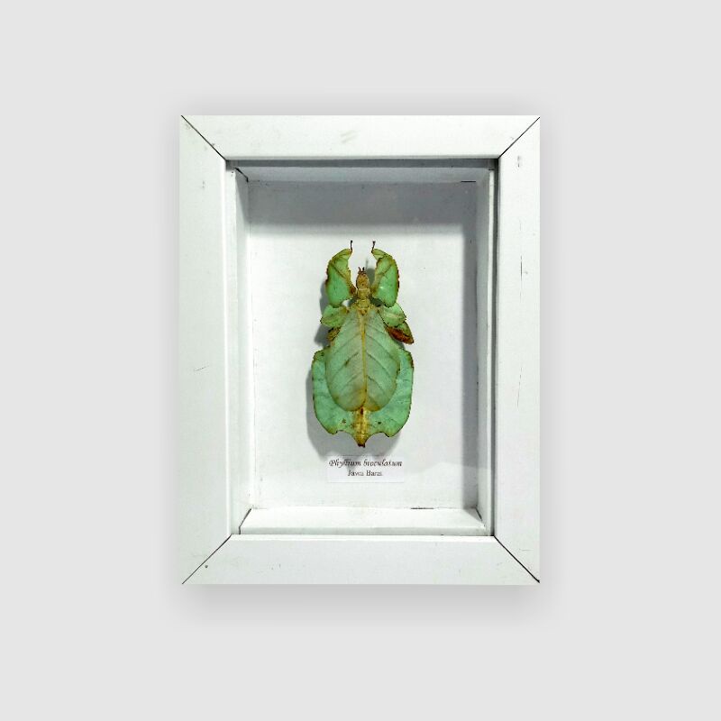 Frame_Awetan_Serangga