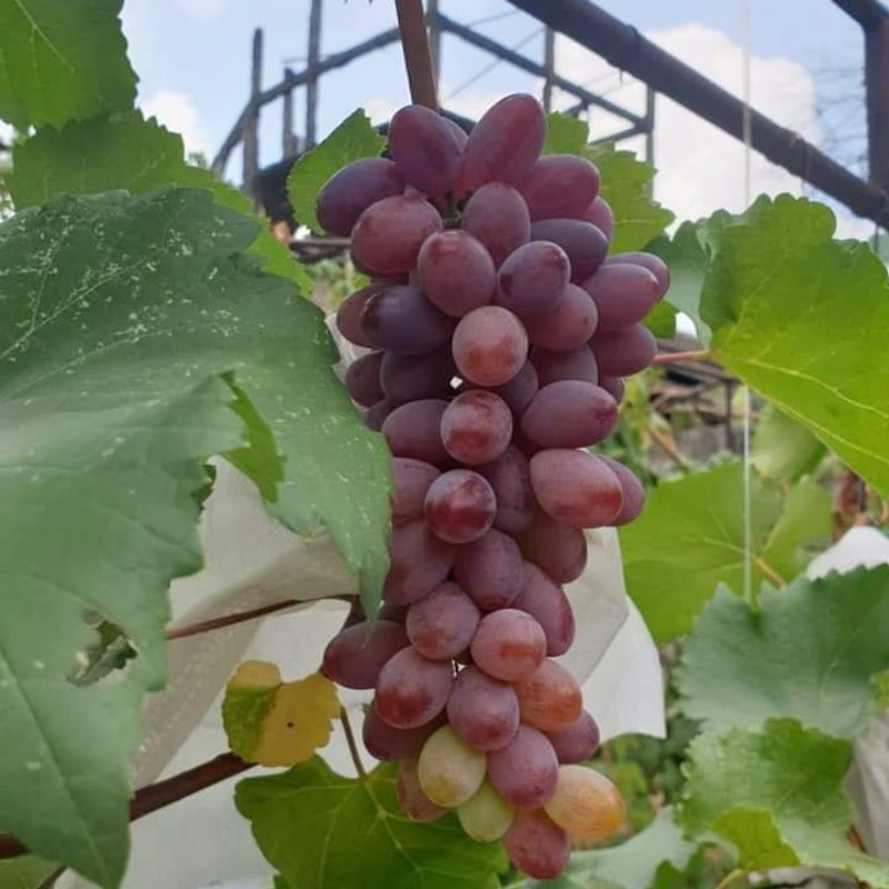Bibit Anggur Import Jupiter Original Siap Berbuah