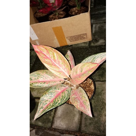 aglaonema red legacy