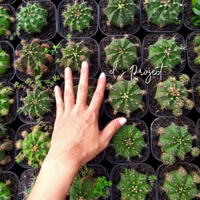 Gymnocalycium 7 cm / Ownroot gymno / ownroot kaktus / kaktus besar ownroot / tanaman hias / kaktus